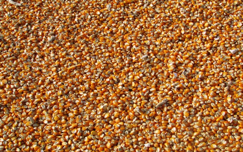 Projeto estabelece imposto de 15% sobre a exportao de milho at o fim do ano