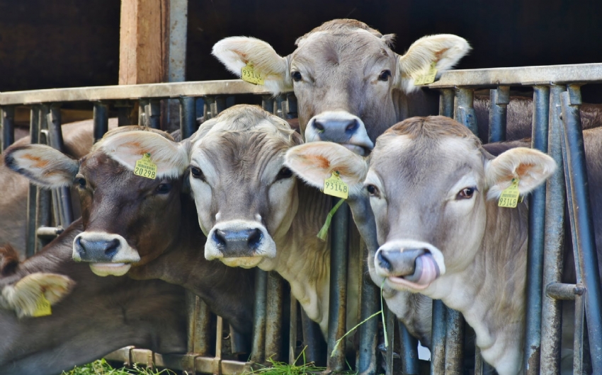 ICMS/AC - Aps cinco anos, Acre volta a reduzir ICMS na venda de gado para abate ao AM, RO e RR