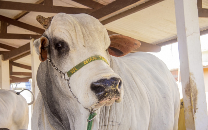ICMS/AC - Acre reduz carga tributria do gado bovino para produtores rurais superarem dificuldades