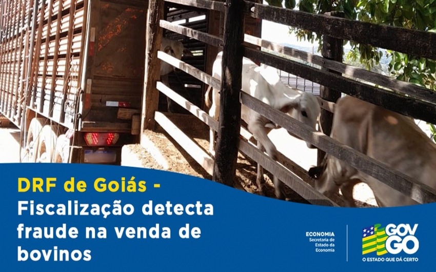  DRF Gois identifica fraude na comercializao de gado bovino