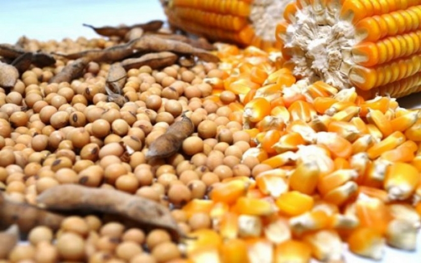 Soja e milho: custo elevado e tributao prejudicam rentabilidade em MT