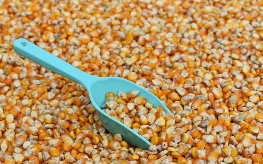 Governo suspende PIS/Cofins na importao de milho para desonerar custo do gro no mercado interno