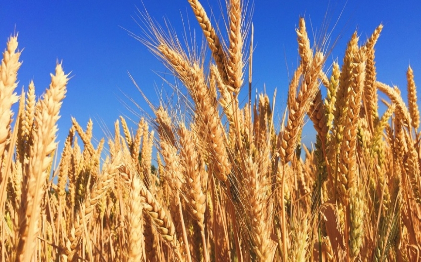 Rssia pode revisar frmula para taxa de trigo se preos aumentarem