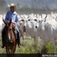 SIMPLES DESLOCAMENTO: Juza anula cobrana de ICMS de transferncia de gado entre fazendas