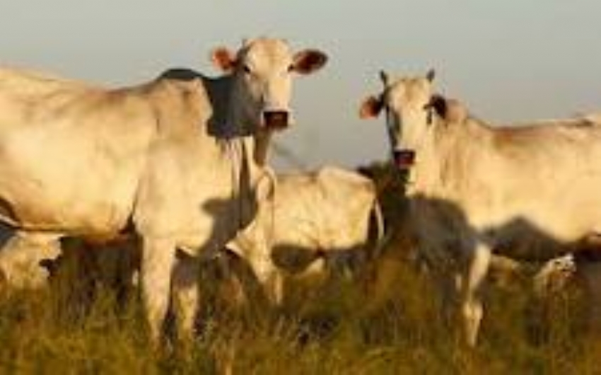 Brasil amplia rea de exportao de carne bovina para o Canad aps avaliao positiva