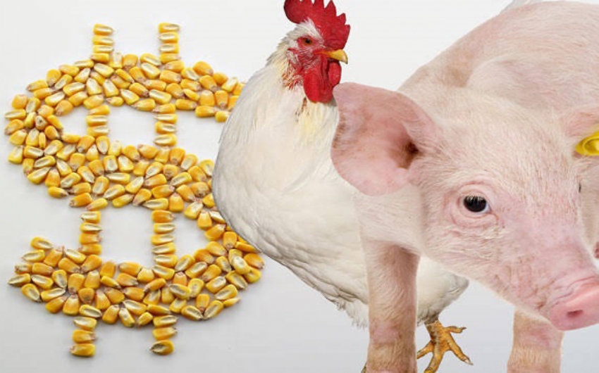 CNA apresenta impactos da reforma tributária para o setor de aves e suínos