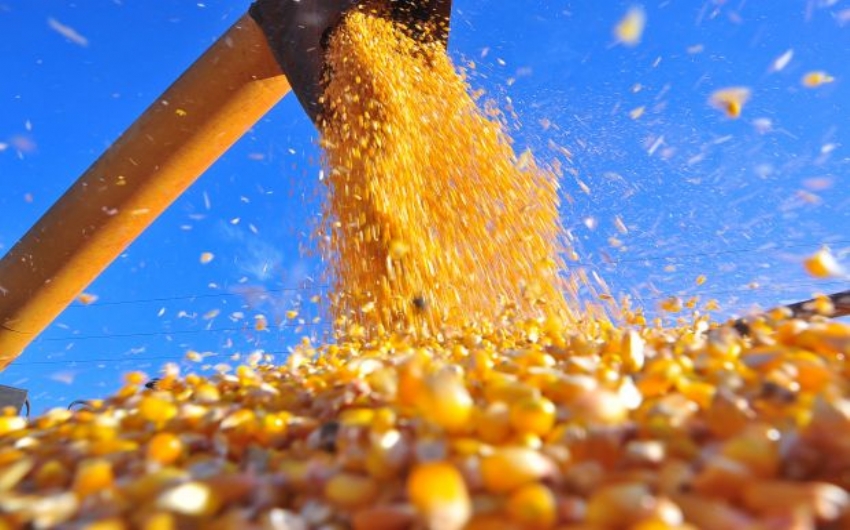  Brasil est em um cenrio positivo para milho safrinha