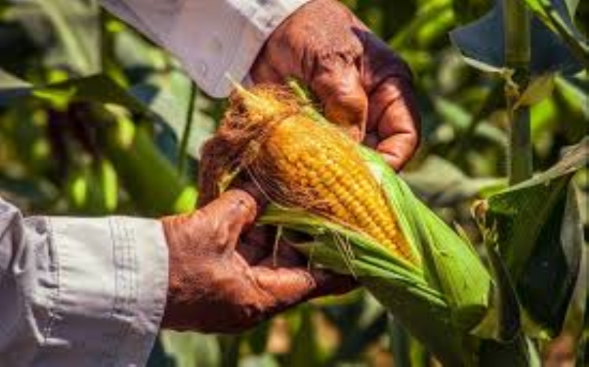 Argentino desafia governo a usar imposto para garantir milho
