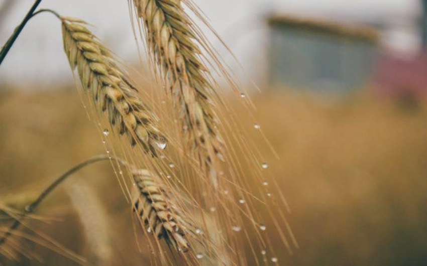 Rssia aumenta imposto de exportao de trigo 