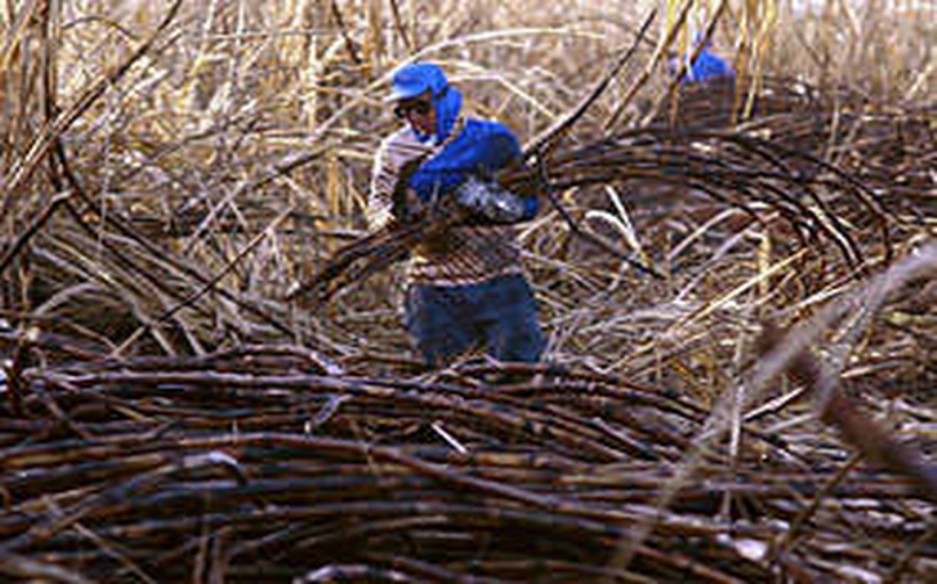 Cetesb promove acordo extrajudicial para quitar dvidas de produtores de cana
