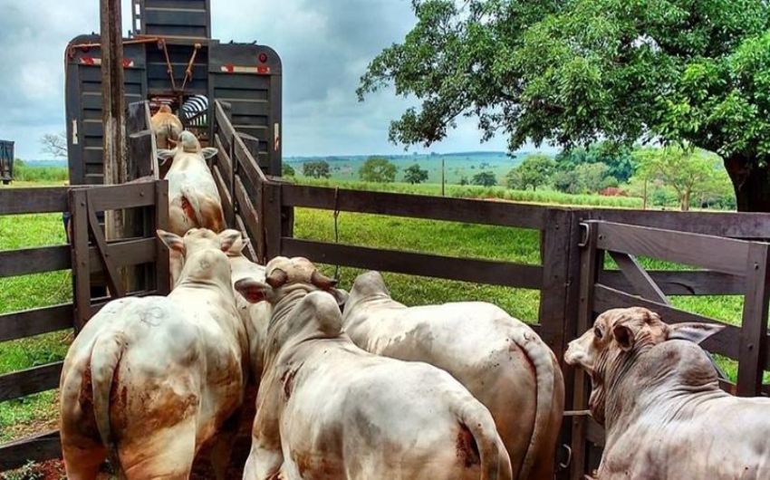 ICMS/GO - DRF de Rio Verde flagra transporte irregular de bovinos