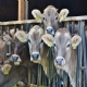 ICMS/AC - Aps cinco anos, Acre volta a reduzir ICMS na venda de gado para abate ao AM, RO e RR