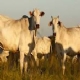 Brasil amplia rea de exportao de carne bovina para o Canad aps avaliao positiva