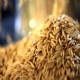 Importao de arroz pelo Brasil dispara at 2 semana de setembro