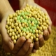 Preo da soja supera os US$ 11 por bushel em Chicago, maior nvel desde 2016