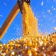  Brasil est em um cenrio positivo para milho safrinha