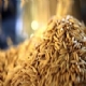 ICMS/RS - Receita Estadual esclarece interpretaes na tributao do setor industrial de arroz