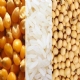 Divulgada nova pauta fiscal para milho debulhado, sorgo, soja, arroz e milheto