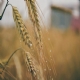 Rssia aumenta imposto de exportao de trigo 