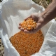 Compra de at 200 mil toneladas de milho atender pequenos criadores do pas