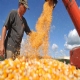 Importao de milho: iseno de PIS/Cofins deve ser oficializada na 2 e valer por 90 dias
