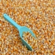 Governo suspende PIS/Cofins na importao de milho para desonerar custo do gro no mercado interno