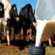ICMS/MT - Governo simplifica emisso de notas fiscais para laticnios e cooperativas de leite cru