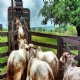 ICMS/GO - DRF de Rio Verde flagra transporte irregular de bovinos